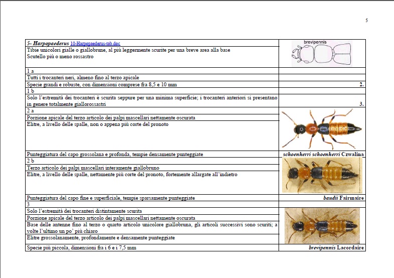 Paederus baudii - Staphylinidae